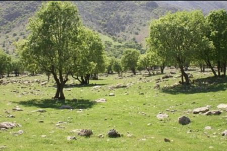 غرس دو میلیون درخت تا پایان سال جاری در کهگیلویه و بویراحمد